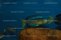 /album/fotogaleria-cyprichromis-microlepidotus-bulupoint/obra%cc%81zok-222-jpg/